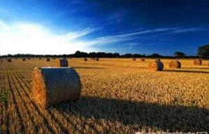 農(nóng)作物秸稈補(bǔ)貼力度加大 秸稈發(fā)電裝機(jī)容量創(chuàng)新高