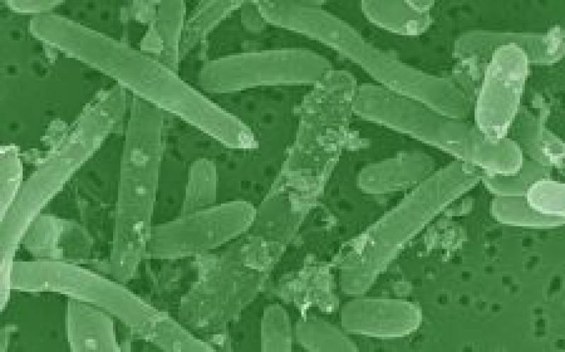 澳大利亞研究人員致力于將生物質(zhì)轉(zhuǎn)化為氫